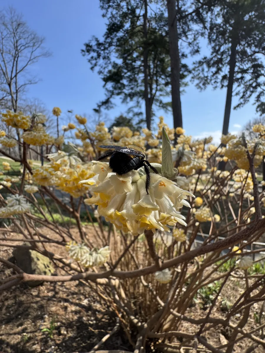 A carpenter bee among yellow spring flowers