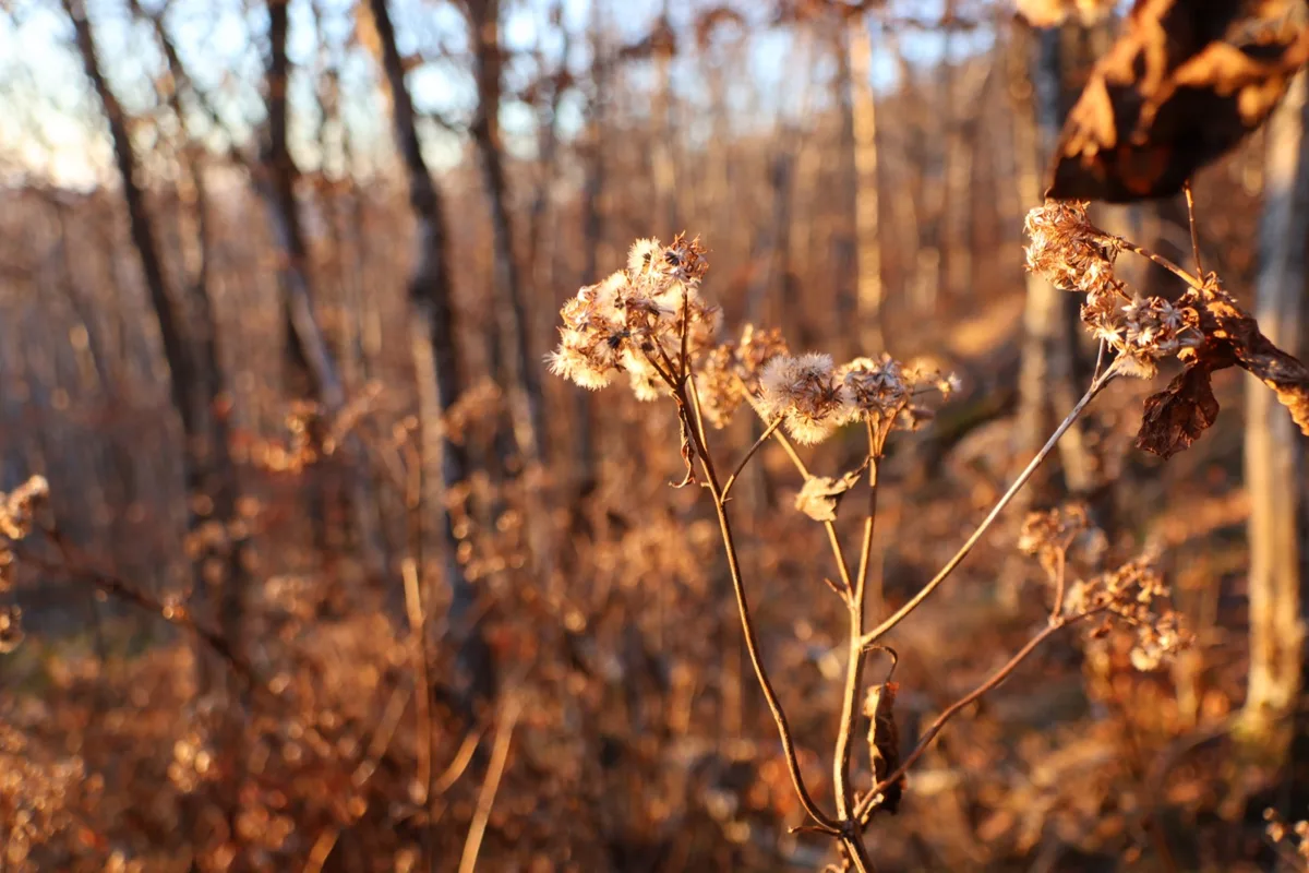 Dried wildflowers glowing in warm afternoon light