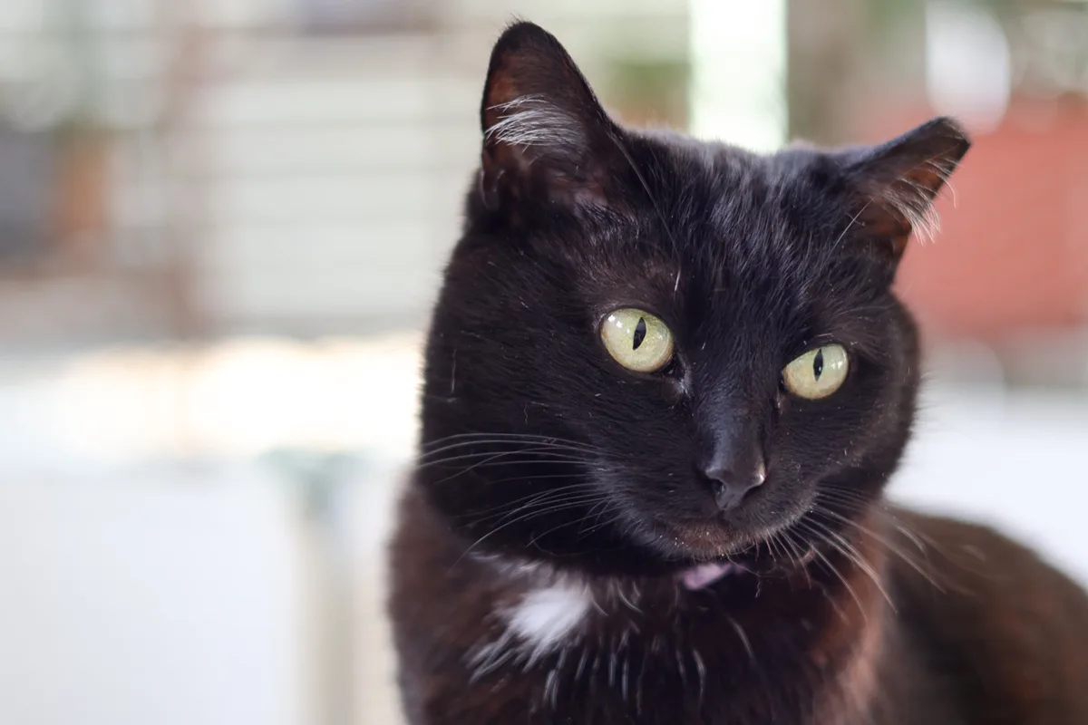 A black and white cat looking toward the window