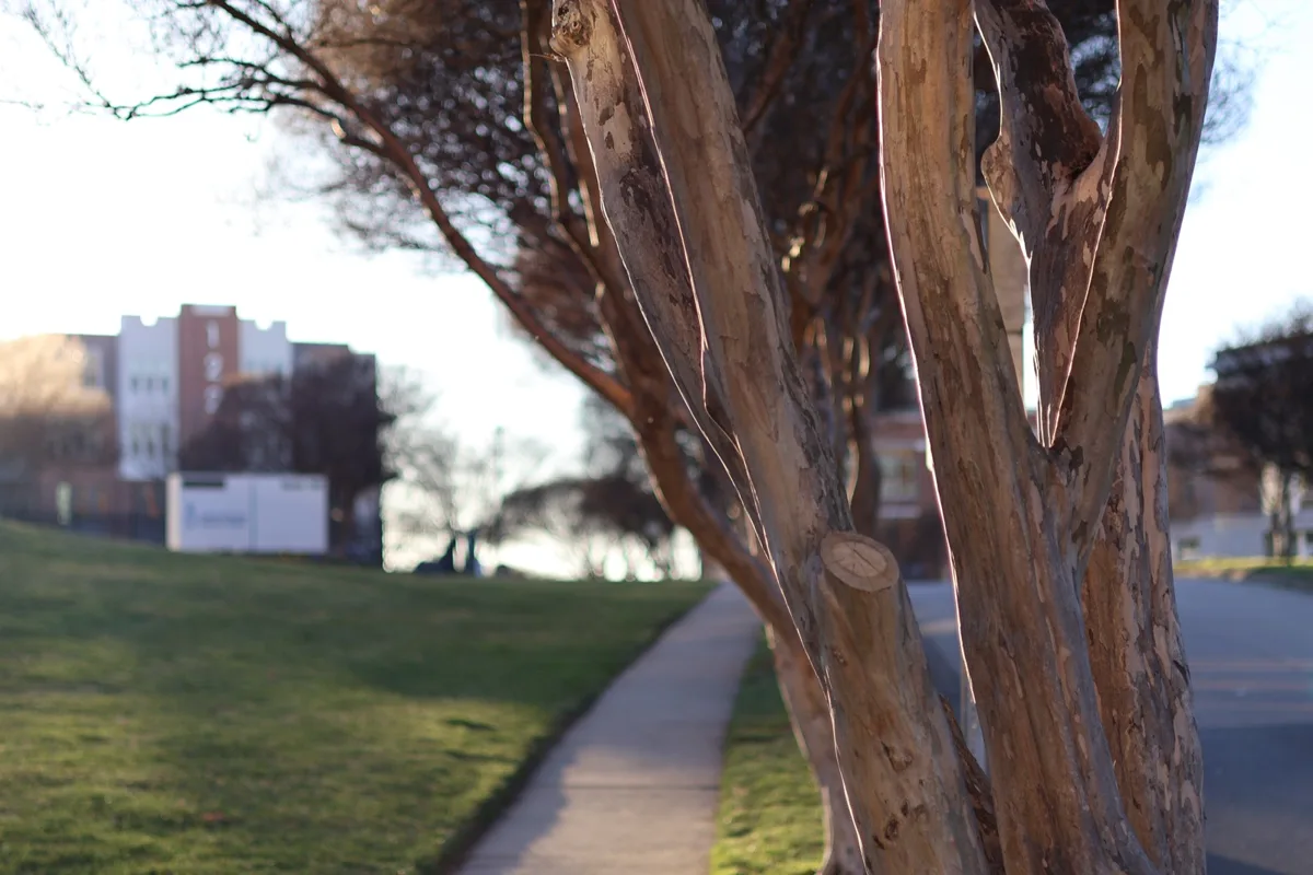 Crepe myrtle bark beside a campus walkway