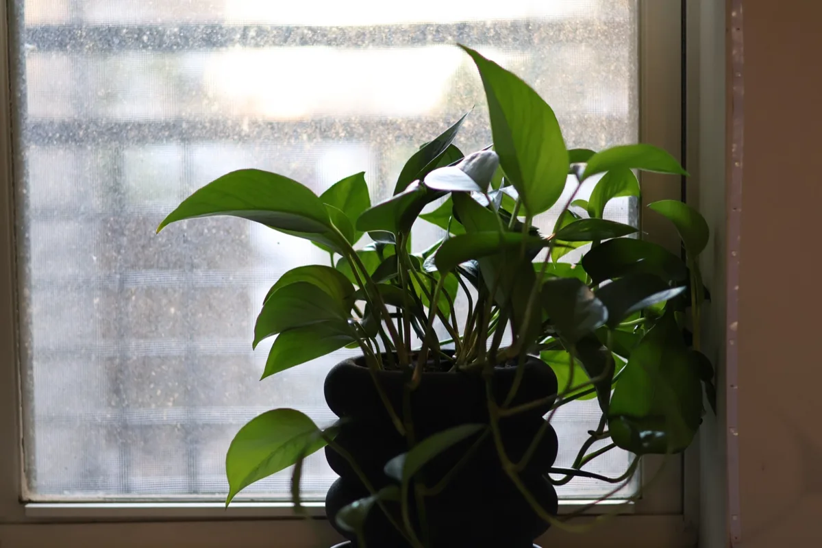 A pothos plant silhouetted against a window