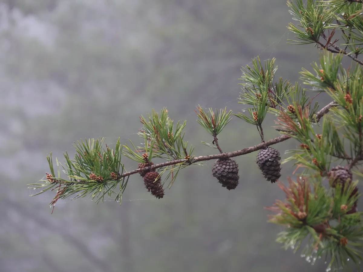 Pine cones and delicate spider webs in mountain fog