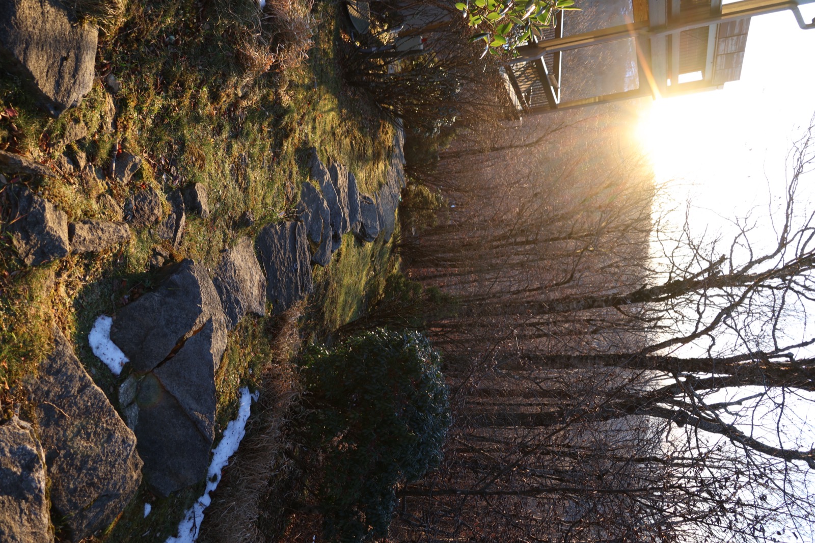 Sunlight through winter trees along a mossy stone wall