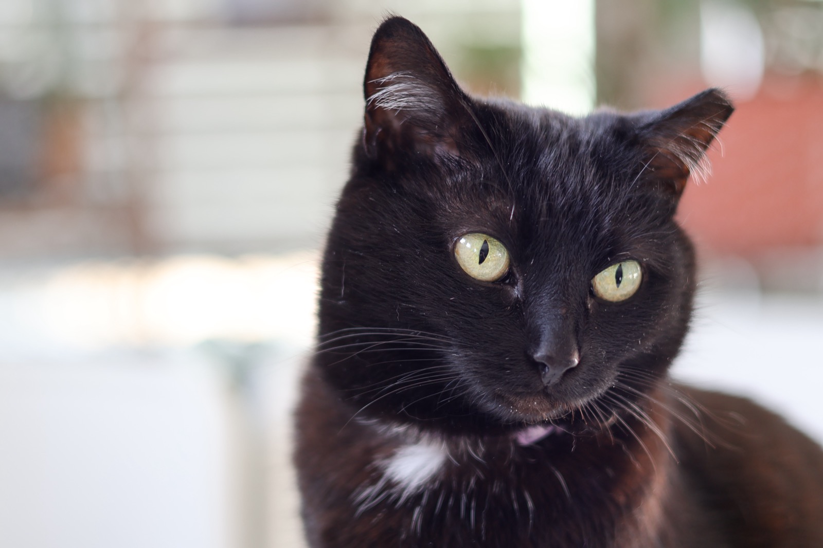 Black cat with green eyes