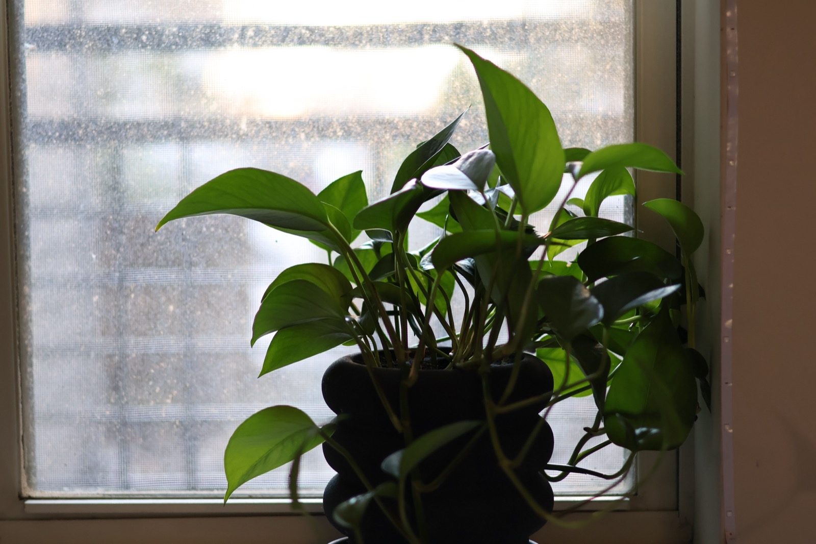 Pothos plant silhouetted in a window